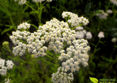 Mil-folhas - Achillea milefolium