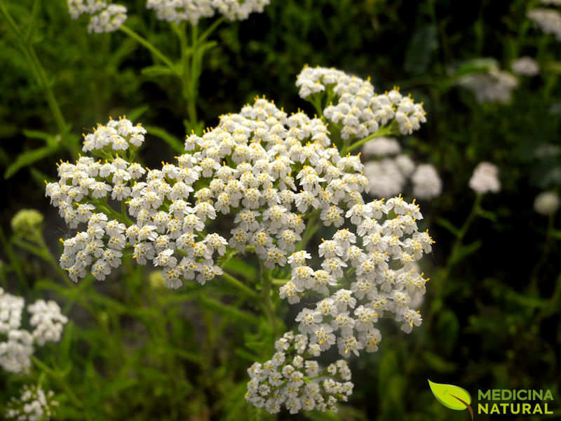 Mil-folhas - Achillea milefolium