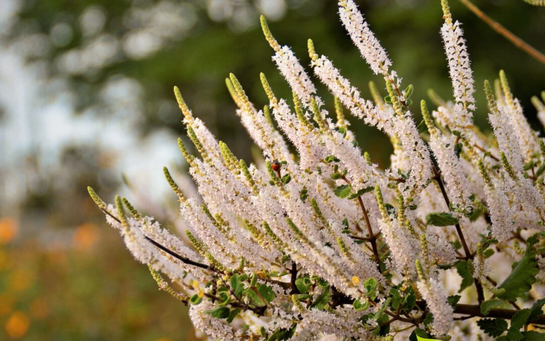 Commiphora myrrha – BÁLSAMO-DE-MIRRA