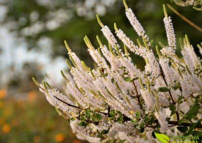 Mirra - Commiphora myrrha