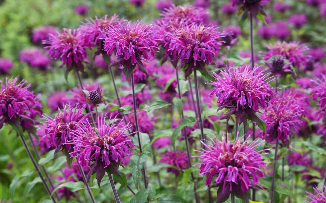 Monarda didyma (BÁLSAMO-DE-ABELHA)