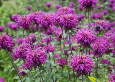 Monarda didyma (BÁLSAMO-DE-ABELHA)