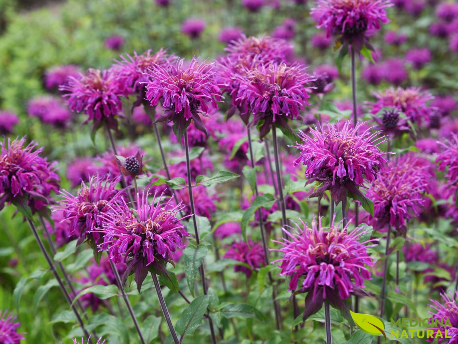 Monarda didyma (BÁLSAMO-DE-ABELHA)