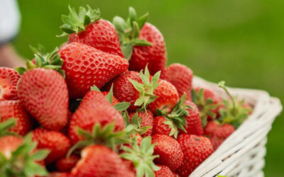 Fragaria vesca (MORANGO; STRAWBERRY)