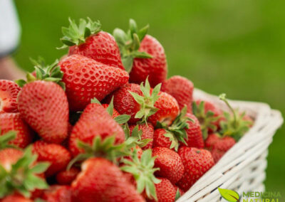 Morango - Fragaria vesca