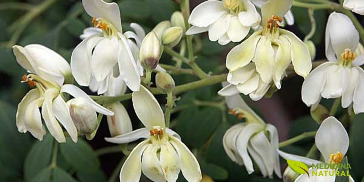 Flores de Moringa oleifera em plena floração, exibindo suas características pétalas branco-creme com estrias amarelas. As flores são hermafroditas, zigomorfas, com cerca de 1,5 a 2,5 cm de diâmetro, e apresentam um aroma doce e delicado que atrai polinizadores como abelhas e borboletas. Cada flor possui cinco pétalas desiguais, sendo a pétala superior maior e mais vistosa. As inflorescências são panículas axilares pendentes, com 10 a 25 cm de comprimento, contendo numerosas flores.