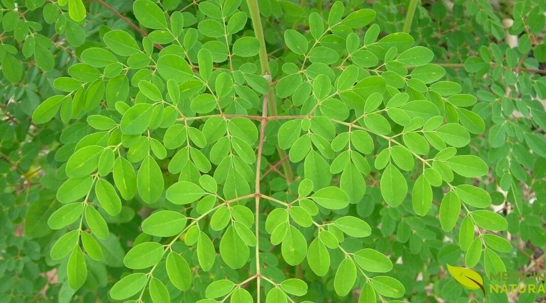 Moringa Oleifera: Guia Completo do Superalimento