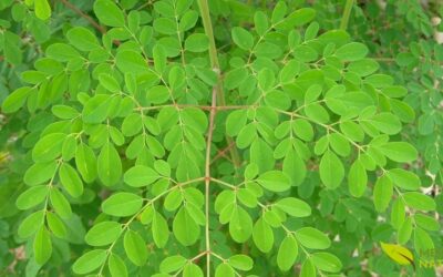 Moringa Oleifera: Guia Completo do Superalimento