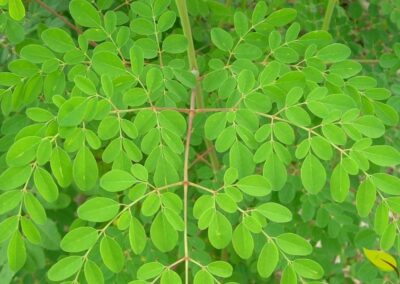 Folhas frescas de Moringa oleifera em detalhe, destacando a coloração verde vibrante e a textura delicada das folhas compostas bipinadas. As folhas são a parte mais nutritiva da planta, contendo altas concentrações de proteínas (27% do peso seco), vitaminas A, C, E, cálcio, ferro e aminoácidos essenciais. Cada 100 gramas de folhas frescas contêm aproximadamente 9 gramas de proteína, 434 mg de cálcio, 404 mg de potássio, 738 µg de vitamina A e 51,7 mg de vitamina C. As folhas são uma fonte excepcional de aminoácidos essenciais, incluindo leucina, isoleucina, valina, lisina, treonina, triptofano, metionina e fenilalanina, tornando-as uma proteína completa de origem vegetal. Além dos macronutrientes, as folhas são ricas em compostos bioativos como flavonoides (quercetina, kaempferol), ácidos fenólicos (ácido clorogênico, ácido cafeico) e glucosinolatos, que conferem propriedades antioxidantes, anti-inflamatórias e anticancerígenas.
