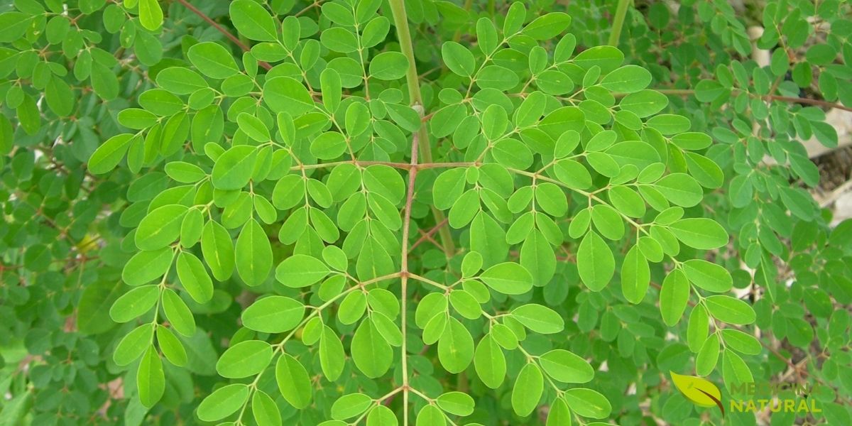 Folhas frescas de Moringa oleifera em detalhe, destacando a coloração verde vibrante e a textura delicada das folhas compostas bipinadas. As folhas são a parte mais nutritiva da planta, contendo altas concentrações de proteínas (27% do peso seco), vitaminas A, C, E, cálcio, ferro e aminoácidos essenciais. Cada 100 gramas de folhas frescas contêm aproximadamente 9 gramas de proteína, 434 mg de cálcio, 404 mg de potássio, 738 µg de vitamina A e 51,7 mg de vitamina C. As folhas são uma fonte excepcional de aminoácidos essenciais, incluindo leucina, isoleucina, valina, lisina, treonina, triptofano, metionina e fenilalanina, tornando-as uma proteína completa de origem vegetal. Além dos macronutrientes, as folhas são ricas em compostos bioativos como flavonoides (quercetina, kaempferol), ácidos fenólicos (ácido clorogênico, ácido cafeico) e glucosinolatos, que conferem propriedades antioxidantes, anti-inflamatórias e anticancerígenas.