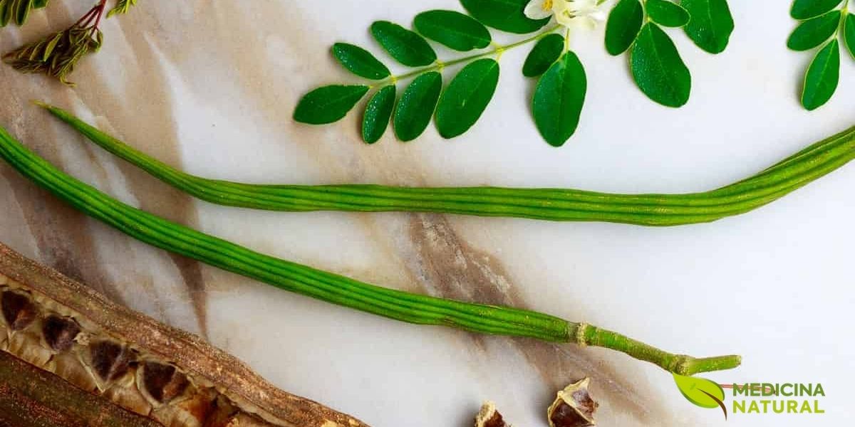 Folhas e vagens jovens de Moringa oleifera, ilustrando duas das partes mais nutritivas e utilizadas da planta. As folhas compostas bipinadas apresentam folíolos pequenos e delicados de coloração verde-clara, enquanto as vagens longas e triangulares, conhecidas como "drumsticks" (baquetas), são visíveis ao fundo. As vagens são consumidas como vegetais quando ainda verdes e tenras, sendo uma fonte excelente de fibras, vitaminas e minerais. Quando maduras, as vagens contêm sementes que são utilizadas para extração de óleo de ben, um óleo de alta qualidade com propriedades emolientes e estabilidade excepcional.