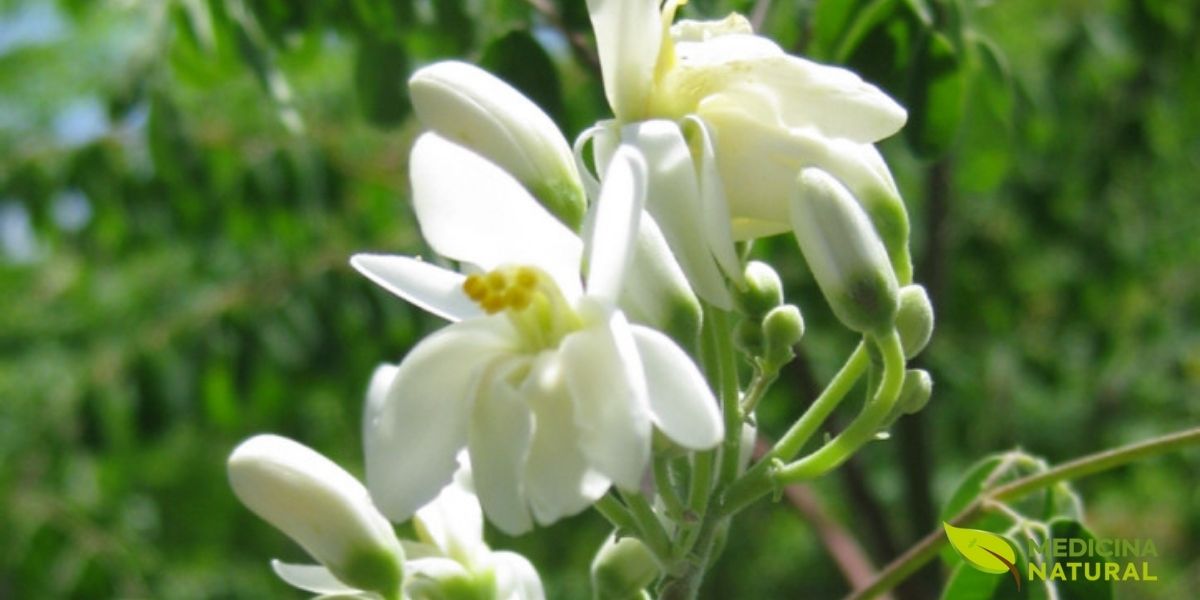 Inflorescência completa de Moringa oleifera, mostrando a estrutura em panícula pendente com múltiplas flores em diferentes estágios de desenvolvimento. Esta imagem ilustra claramente a disposição das flores ao longo do eixo principal da inflorescência, com flores mais maduras na base e botões florais no ápice. A produção abundante de flores é um indicativo da alta capacidade reprodutiva da planta. Após a polinização, as flores desenvolvem-se em vagens longas e triangulares, conhecidas como "drumsticks" ou baquetas, que podem atingir de 20 a 45 cm de comprimento.