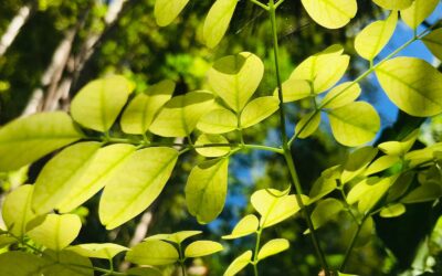 Moringa oleifera (MORINGA; MORINGUEIRO)