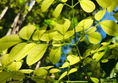 Moringa oleifera - MORINGUEIRO