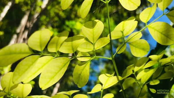 Moringa oleifera - moringueiro