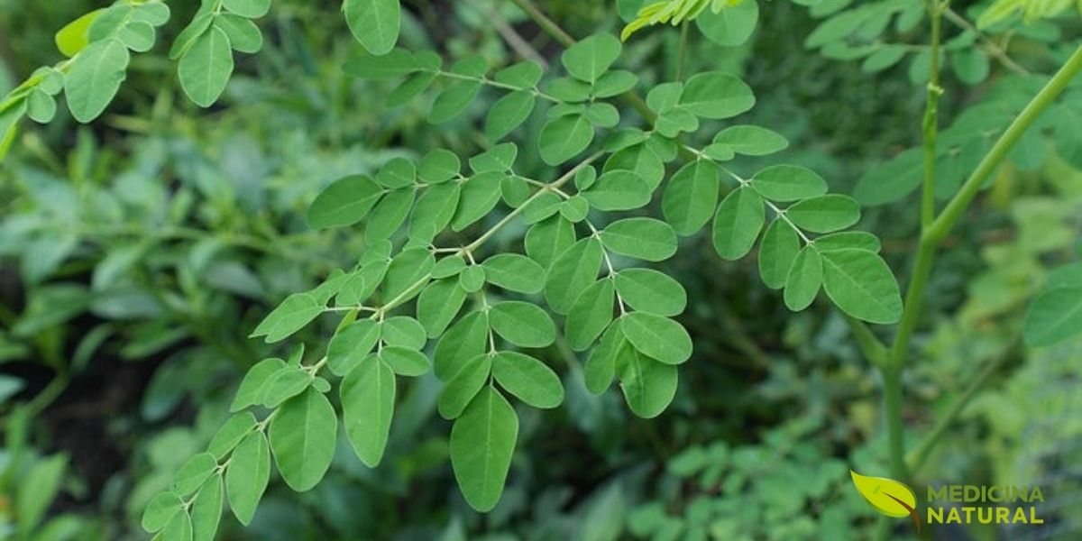 Moringa oleifera em seu estágio de crescimento jovem, demonstrando o porte arbóreo característico da espécie. Esta árvore de crescimento ultrarrápido pode atingir de 10 a 12 metros de altura, apresentando tronco ereto e copa aberta com folhagem verde-clara delicada. As folhas são compostas, bipinadas ou tripinadas, com folíolos pequenos e delicados de formato oval. A planta é nativa das regiões sub-Himalaianas do noroeste da Índia, mas atualmente é cultivada em regiões tropicais e subtropicais de todo o mundo devido à sua extraordinária resistência à seca e capacidade de prosperar em solos pobres.