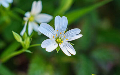 Morugem: saiba para que serve a erva
