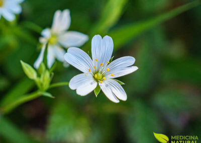 Morugem - Stellaria media