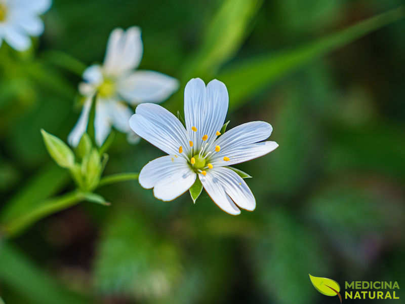 Morugem - Stellaria media