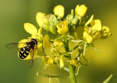 Mostarda - Brassica nigra
