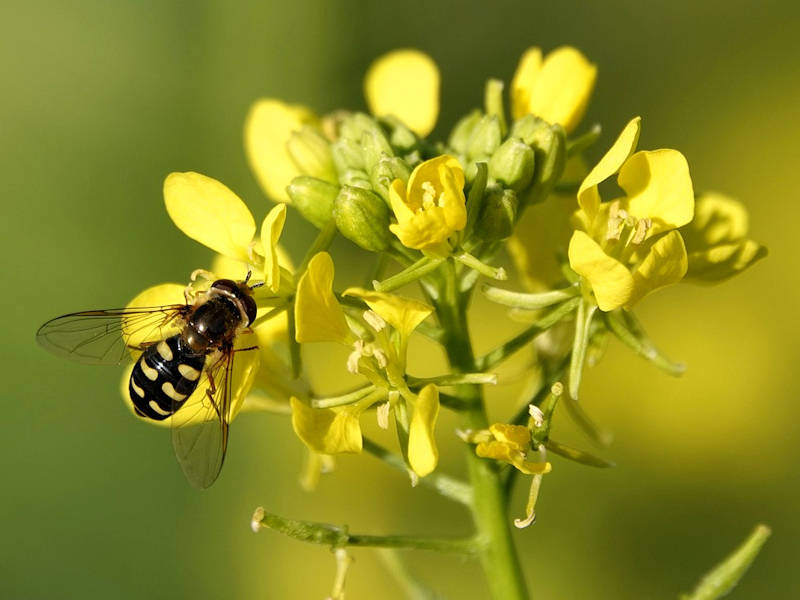 Mostarda - Brassica nigra