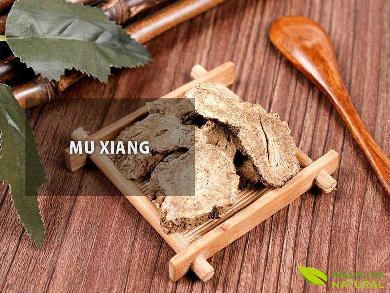 Mu Xiang - Raiz de Dolomiae costus (Saussurea costus)