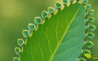 Folha-da-Fortuna: Guia Completo de Preparo e Dosagem