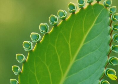 Close-up das mudas adventícias (plântulas) que se formam naturalmente nas bordas serrilhadas das folhas de Kalanchoe pinnata. Essas pequenas plantas completas, com raízes e folhas, caem no solo e geram novas plantas, garantindo a propagação eficiente da espécie.