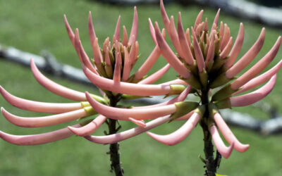 Mulungu: saiba para que serve o chá