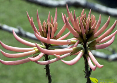 Mulungu - Erythrina mulungu (Erythrina verna)