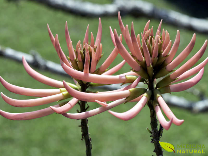 Mulungu - Erythrina mulungu (Erythrina verna)