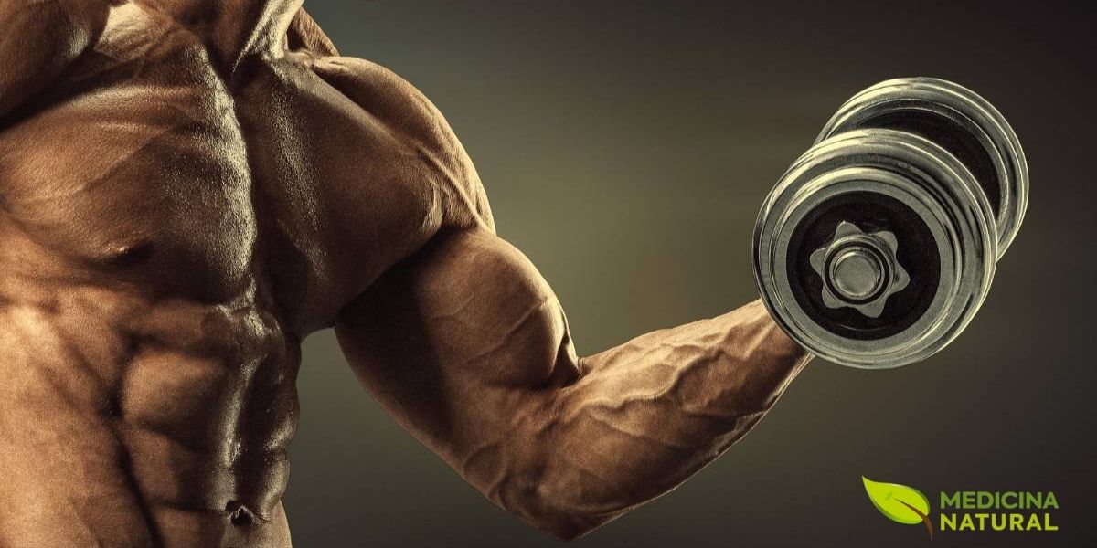 O fisiculturismo natural enfatiza o desenvolvimento muscular através de treino inteligente, nutrição adequada e suplementação com plantas medicinais, sem uso de esteroides anabolizantes. O treino com halteres é fundamental para hipertrofia, pois permite maior amplitude de movimento e recrutamento de fibras musculares estabilizadoras. Para praticantes naturais, a consistência é mais importante que a intensidade extrema: treinos de 45-60 minutos, 4-5 vezes por semana, com foco em exercícios compostos (agachamento, supino, remada) produzem os melhores resultados a longo prazo.