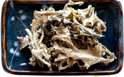 Musgo da Islândia: saiba para que serve