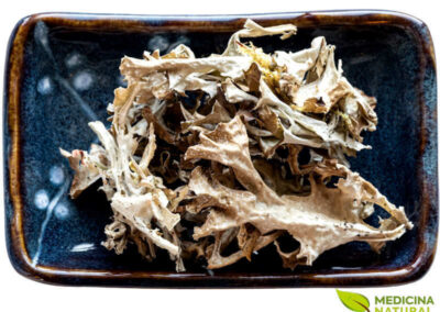 Musgo-da-Islândia - Cetraria islandica