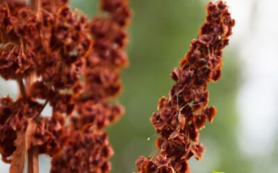 Chondrus crispus – MUSGO-IRLANDÊS