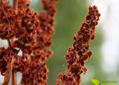 Musgo-irlandês - Chondrus crispus