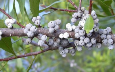 Myrica cerifera (ÁRVORE-DE-CERA; CERA-DE-MURTA)