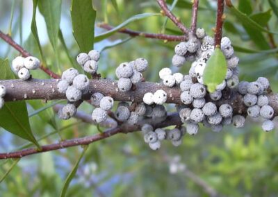 Myrica cerifera - MIRTO-DE-CERA, ÁRVORE-DE-CERA, WAXBERRY