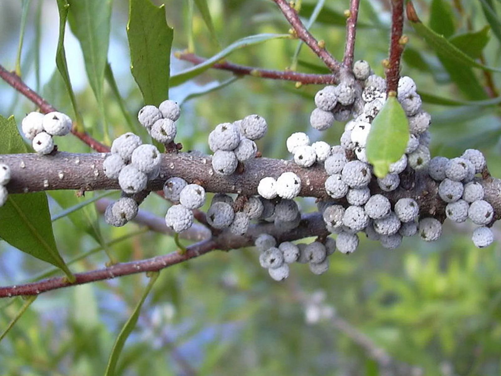 Myrica cerifera - BAYBERRY, WAXBERRY