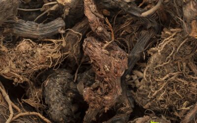 Nardostachys jatamansi – NARDO-DO-HIMALAIA; NARDO-INDIO