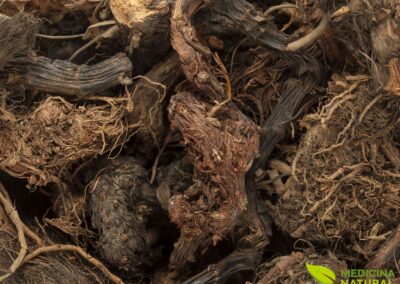 Nardostachys jatamansi - NARDO-DO-HIMALAIA; NARDO-INDIO