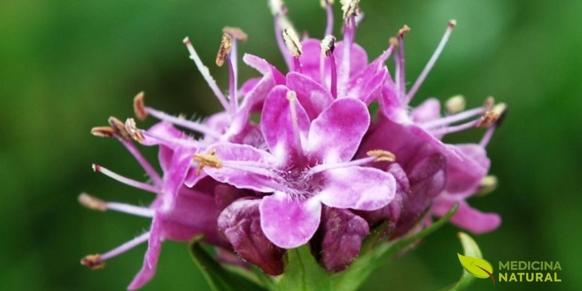 As flores da Nardostachys jatamansi são pequenas, delicadas e de um rosa-púrpura intenso, agrupadas em inflorescências densas no topo de hastes curtas. Cada flor é tubular, com cinco lóbulos que se abrem em forma de estrela, atraindo polinizadores alpinos como abelhas e borboletas que conseguem sobreviver nas altitudes extremas. A floração ocorre durante o breve verão do Himalaia, geralmente entre junho e agosto, quando a neve recua e a planta aproveita a janela de calor para se reproduzir. As flores, embora belas, não são a parte mais valorizada medicinalmente; é o rizoma subterrâneo que concentra os sesquiterpenos aromáticos e sedativos que tornaram esta planta famosa.