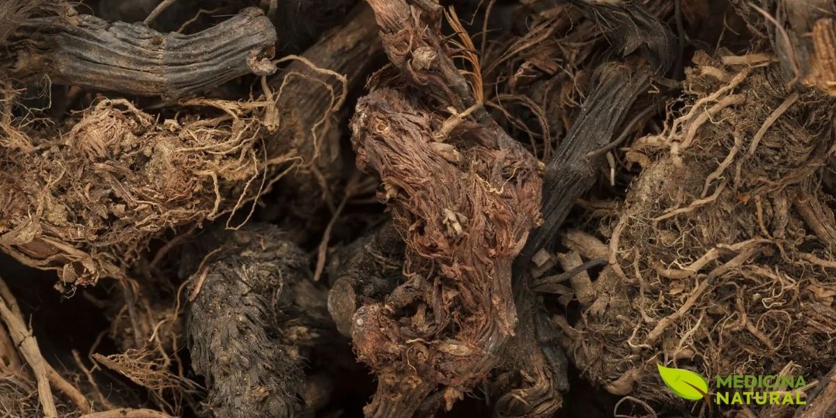 O rizoma da Nardostachys jatamansi é a parte mais preciosa e medicinal da planta. É uma estrutura subterrânea marrom-escura, coberta por fibras emaranhadas que se assemelham a cabelos ou tranças (daí o nome sânscrito "Jatamansi", que significa "cabelo de homem"). Quando fresco, exala um aroma profundo, terroso, almiscarado e levemente adocicado, que é ao mesmo tempo calmante e enraizador. Ao ser seco, o rizoma preserva seus compostos voláteis, especialmente os sesquiterpenos como a jatamansona, responsáveis por suas potentes propriedades sedativas, ansiolíticas e neuroprotetoras. A colheita do rizoma é destrutiva, pois a planta inteira precisa ser arrancada, o que contribuiu para sua atual situação de espécie ameaçada. É crucial que apenas rizomas de fontes sustentáveis ou de cultivo sejam utilizados.