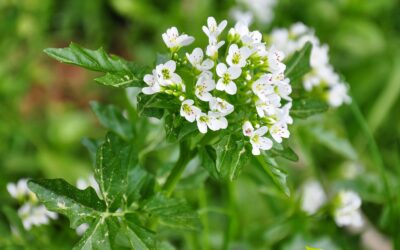 Nasturtium officinale (AGRIÃO-VERDADEIRO)