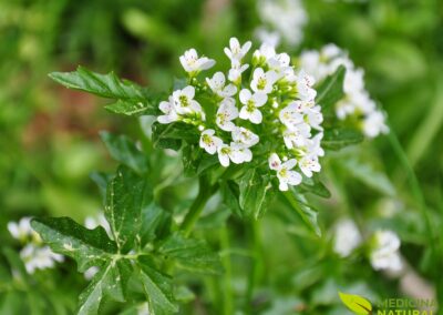Nasturtium officinale - AGRIÃO
