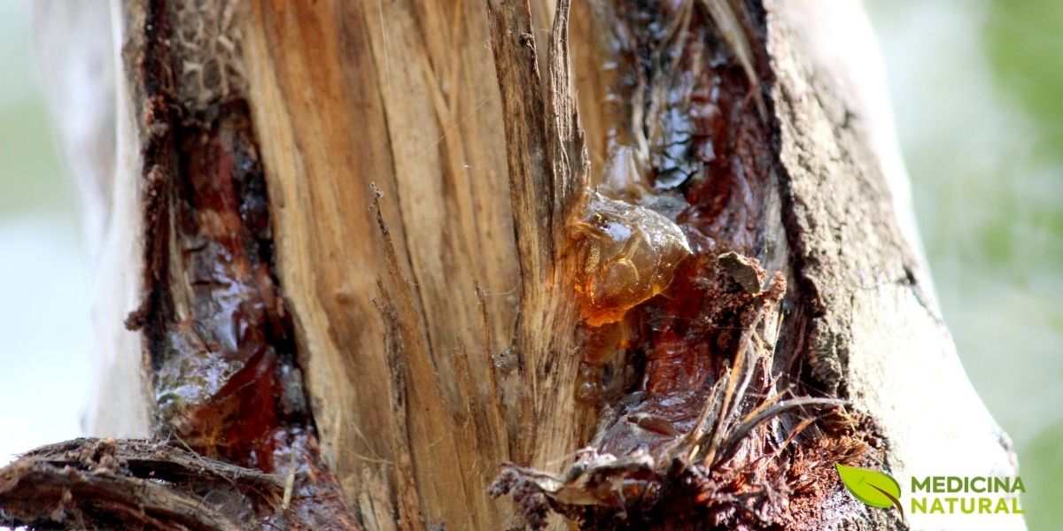 A textura rica e fissurada da casca de uma árvore de neem adulta. A casca é uma fonte potente de compostos amargos e adstringentes, como taninos e polissacarídeos. É tradicionalmente usada em decocções para tratar febres, problemas de pele e como um tônico geral para a saúde, demonstrando a robustez e a resiliência da planta.