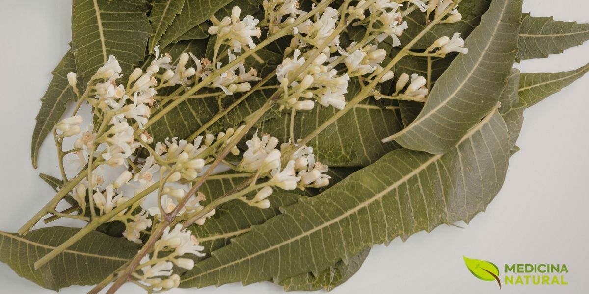 Delicadas flores brancas de neem. Além de sua beleza, as flores são conhecidas por seu perfume suave e adocicado. Na medicina tradicional, as flores são usadas por suas propriedades calmantes e em algumas preparações culinárias, mostrando que cada parte desta árvore incrível tem seu valor e sua função específica.
