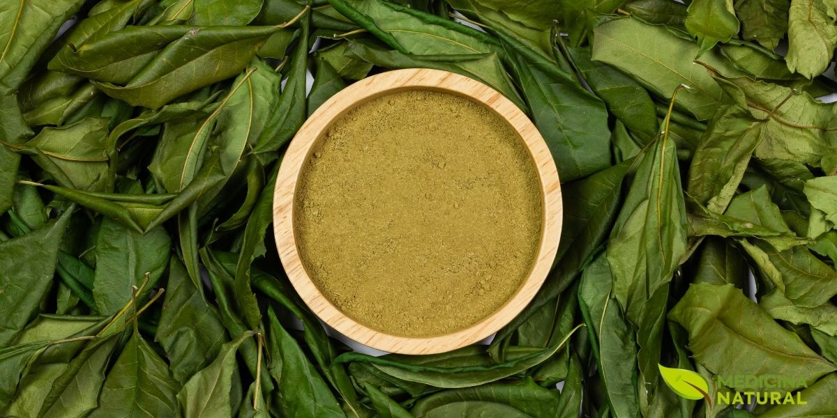 O neem-indiano é uma cultura importante em muitos países, não apenas por seus produtos medicinais, mas também por sua capacidade de reflorestar terras degradadas e melhorar a qualidade do solo, sendo um exemplo de agricultura regenerativa.