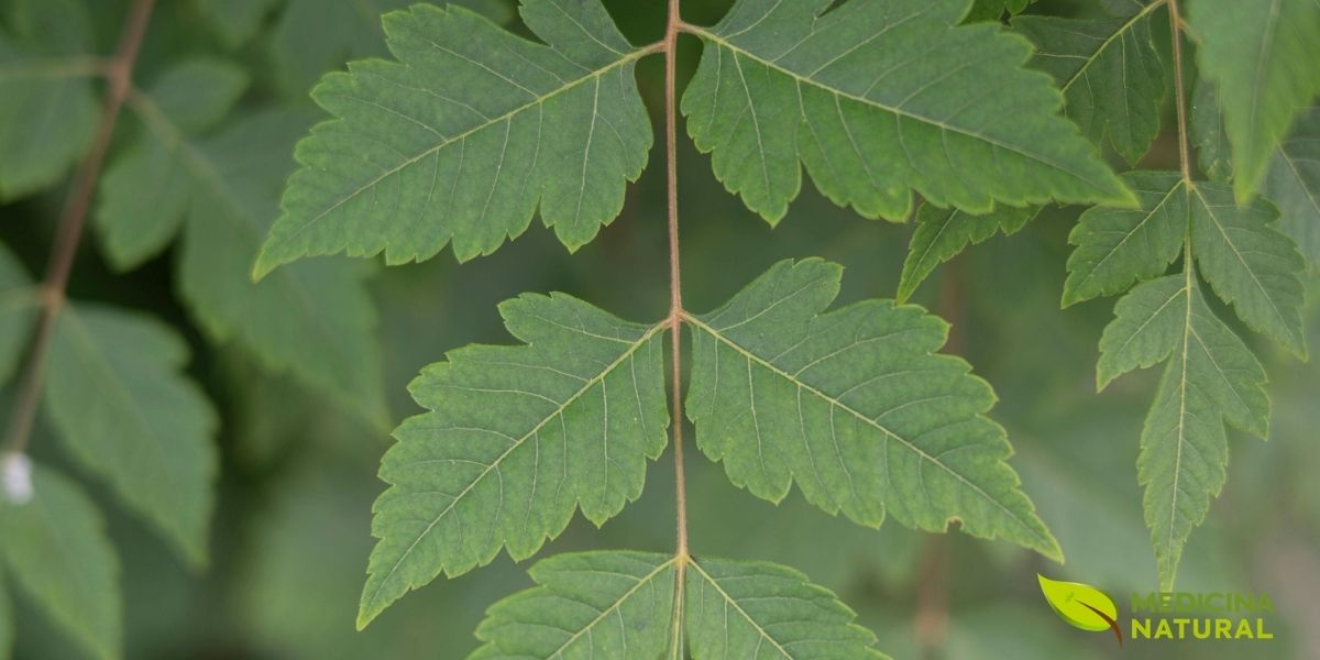 Uma visão aproximada de uma folha de neem, destacando suas bordas serrilhadas e a nervura central. Esta imagem revela a beleza estrutural da planta e a complexidade de suas folhas, que são verdadeiras fábricas de fitoquímicos. A folha é um símbolo da capacidade da natureza de criar soluções complexas e eficazes para a saúde e o bem-estar.