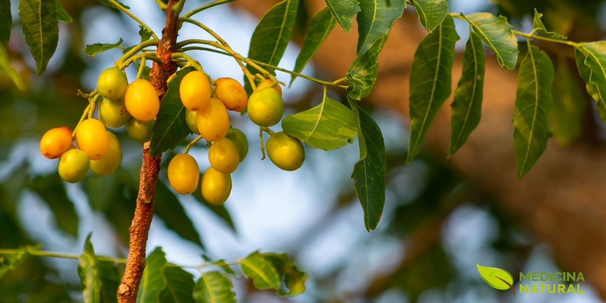 Um cacho de frutos de neem, semelhantes a azeitonas, pendendo de um galho. Sua cor varia do verde ao amarelo quando maduros. Dentro de cada fruto encontra-se uma semente valiosa, da qual se extrai o famoso óleo de Neem, um produto multifuncional usado em cosméticos, na agricultura orgânica como pesticida natural e em diversas aplicações medicinais.